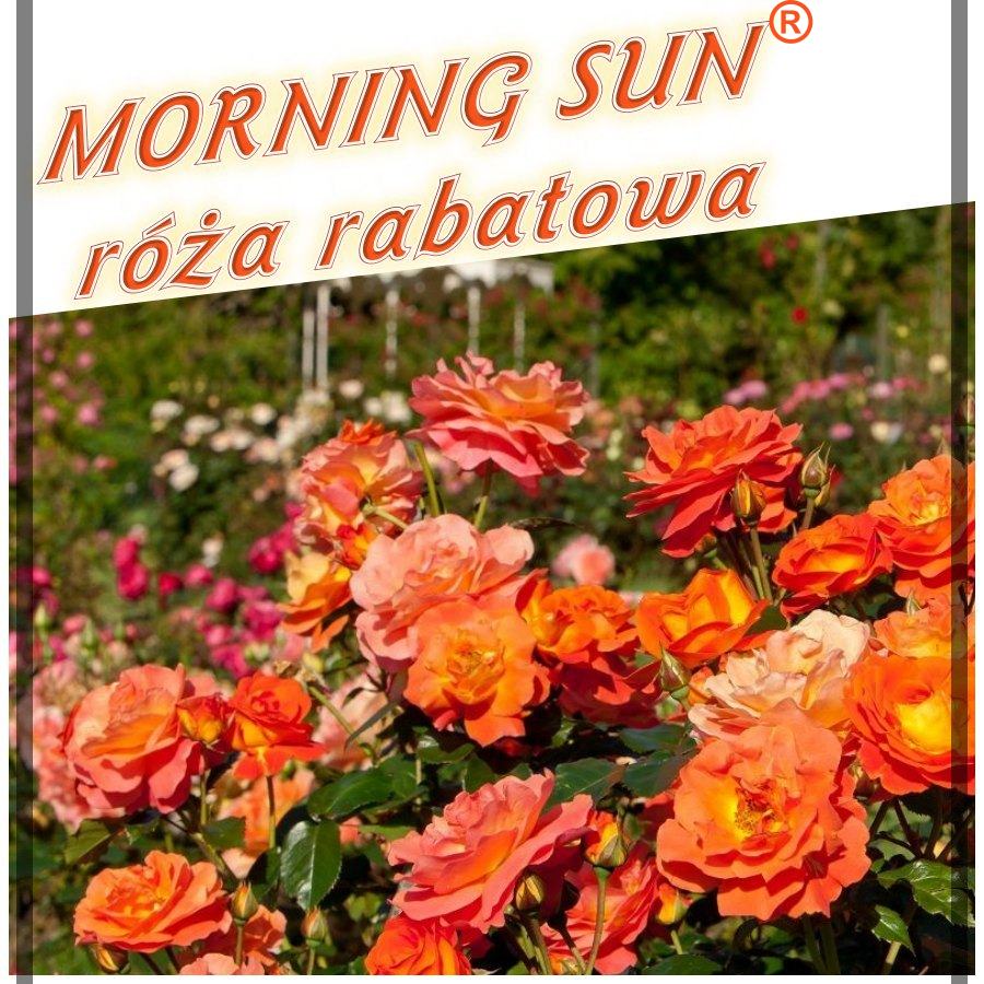 Morning Sun róże rabatowe kol